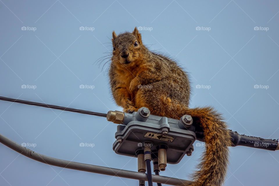 City neighborhood Urban American squirrel powerline blue background sky no clouds good quality no people wildlife animal friendly cute image picture photo life Varmint critter feral creature wild solid color
