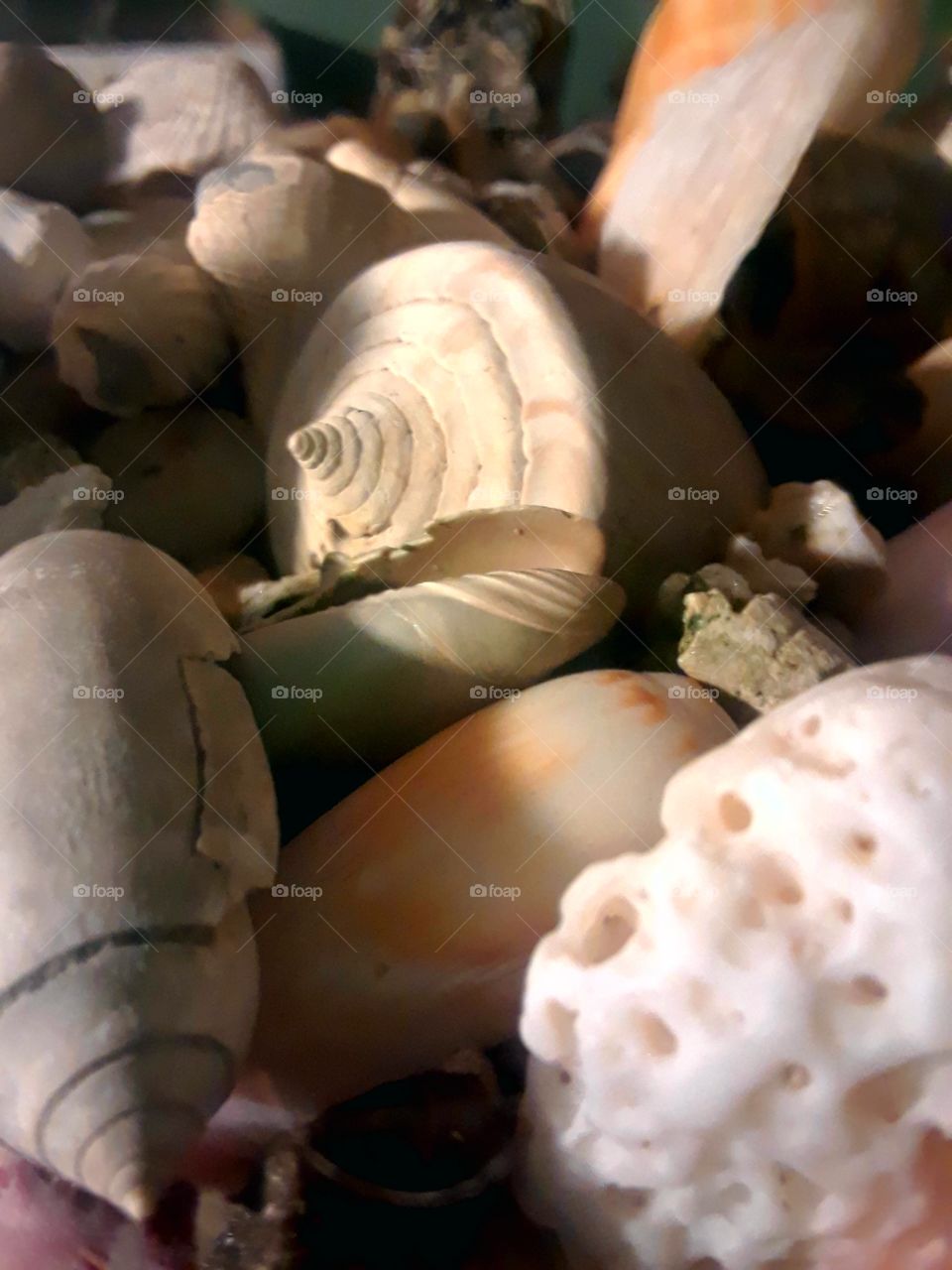 shells & things