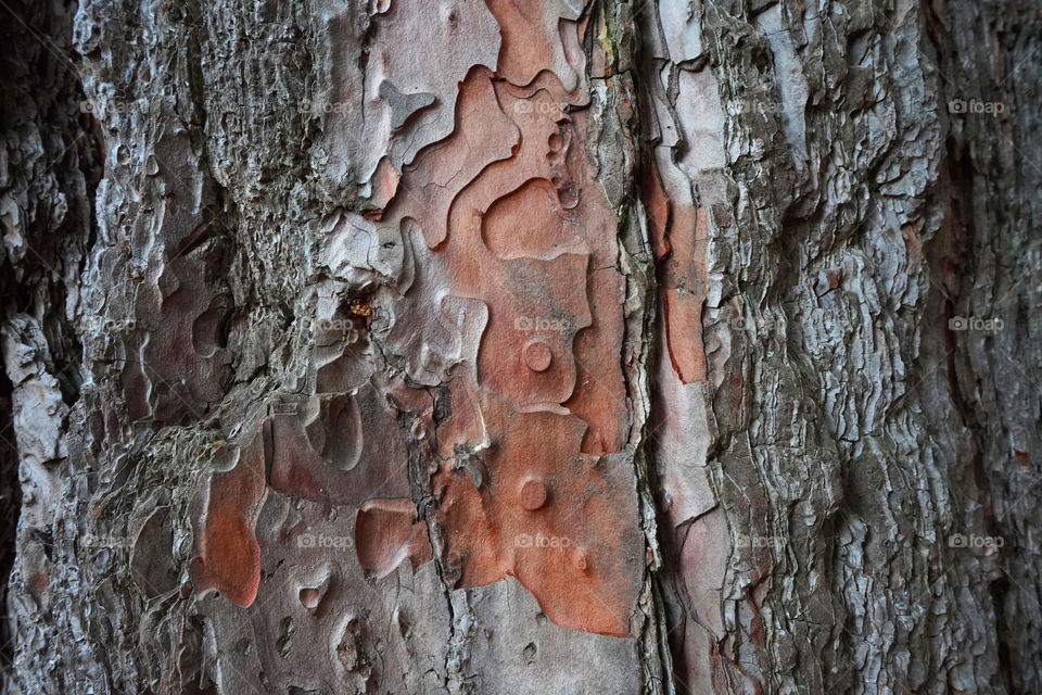 wood in the Dendrariy in Sochi