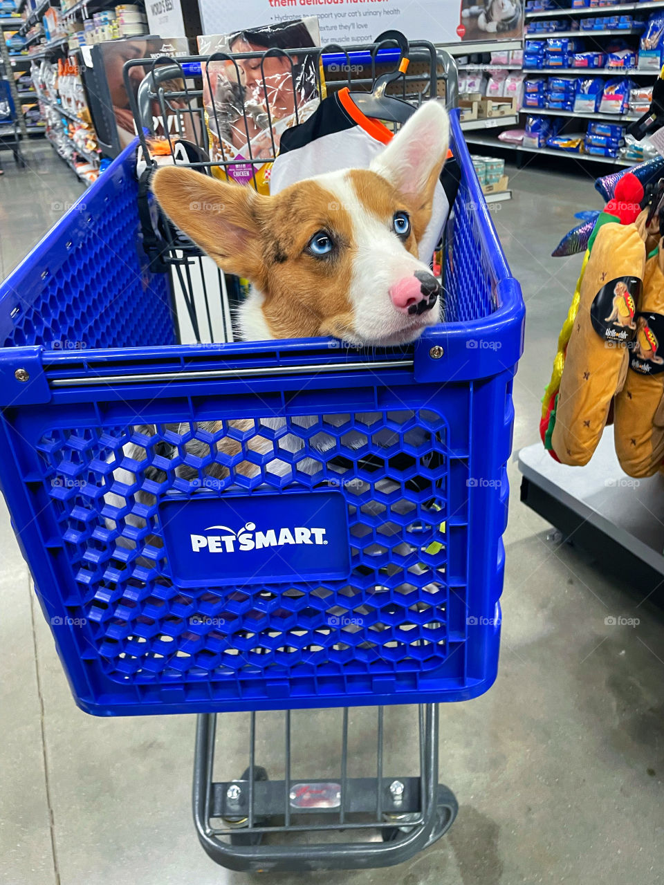 Corgi riding in shopping cart Petsmart fun good times blue eyes big ears happy dog smiling 