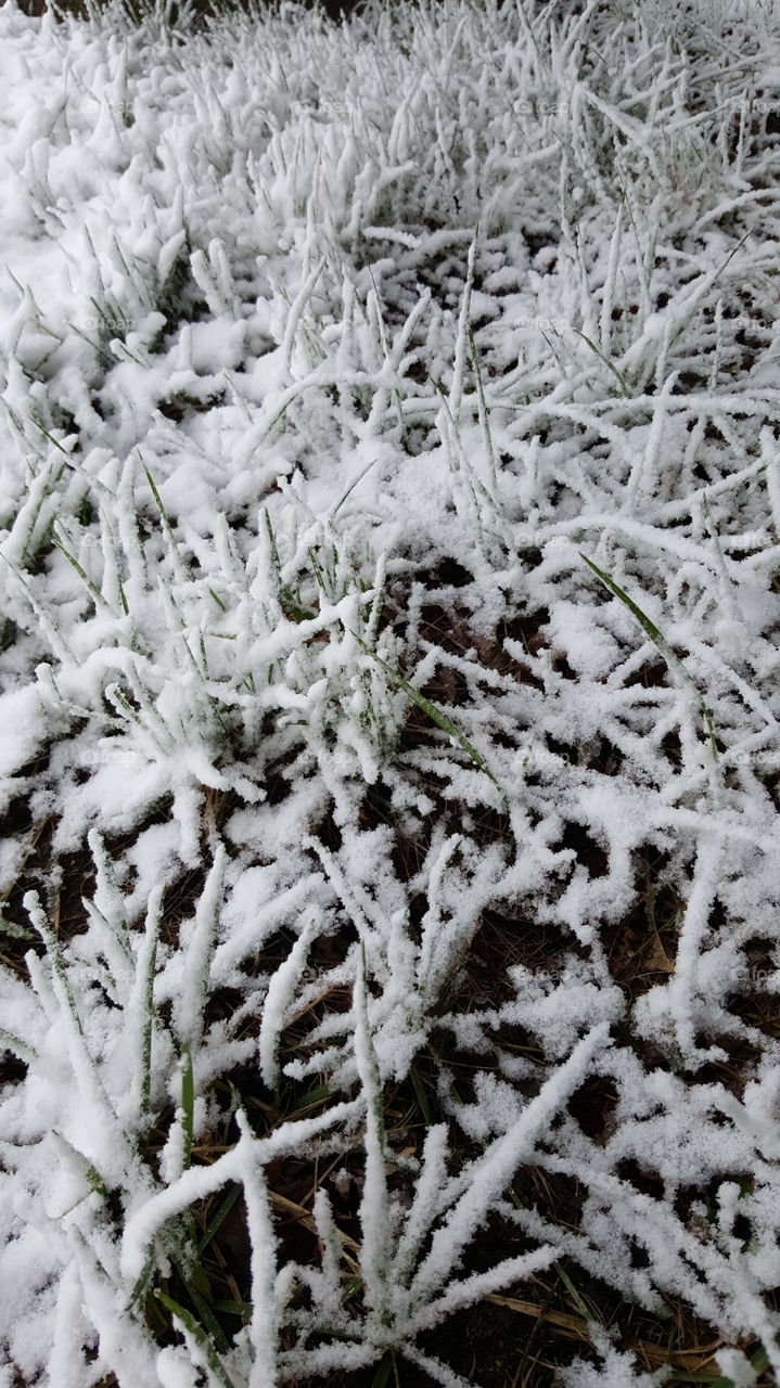 fresh snowfall on grass