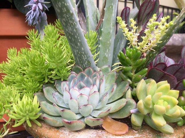 Succulent Garden. Pot full of succulent plants