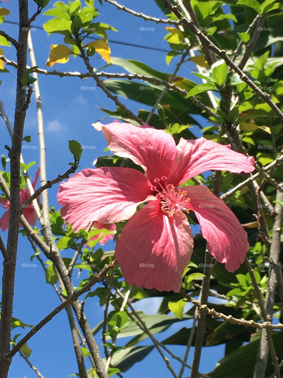 Pink hibiscus against blue sky
