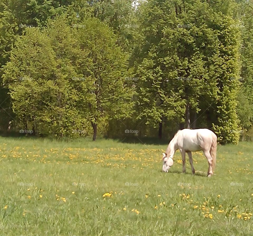 Mammal, Grass, Cavalry, Hayfield, No Person