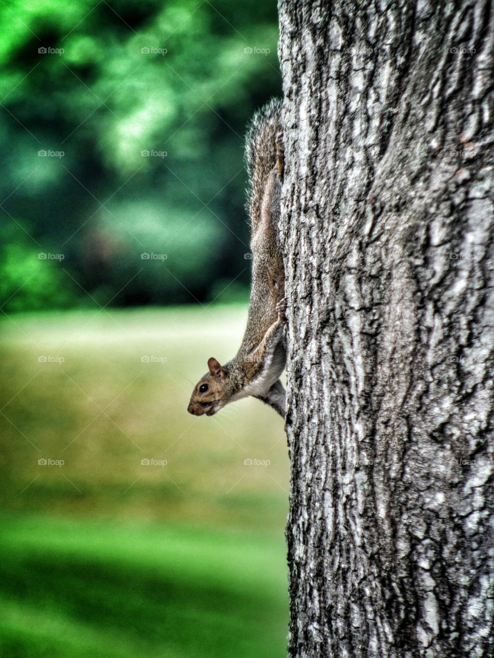 Squirrel on tree trunk