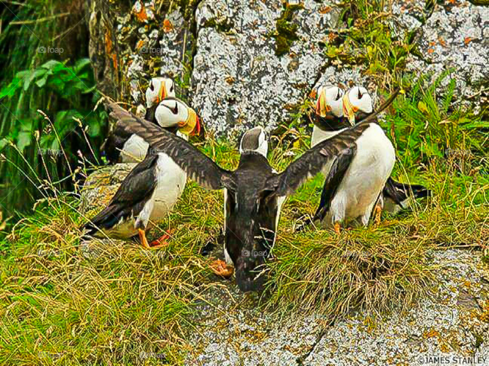 wild birds resting flapping wings