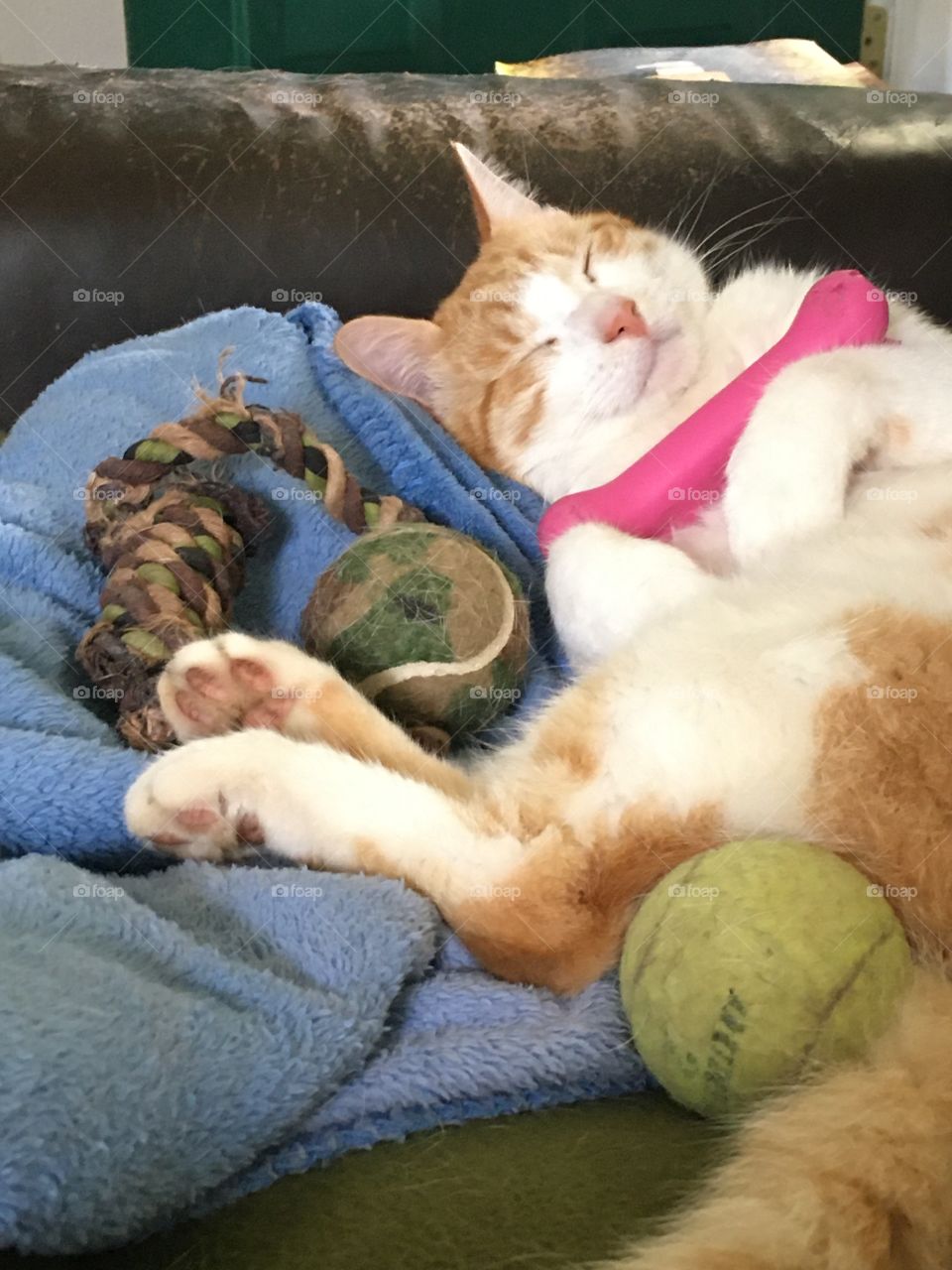 Gizmo trying to get Sleeping Tom to play. He keeps giving him all his toys. Funny 