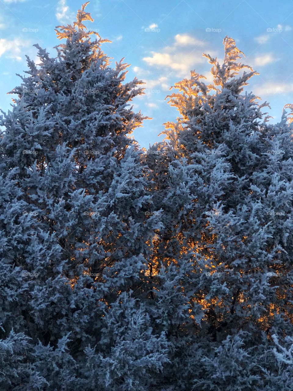 Sunrise through the trees. 