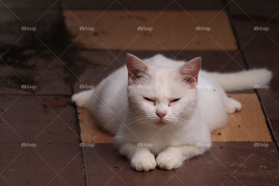 A cute cat sitting weirdly with close eyes