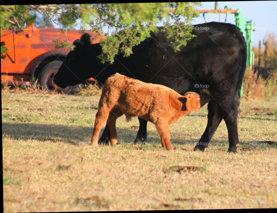 baby calf feeding 