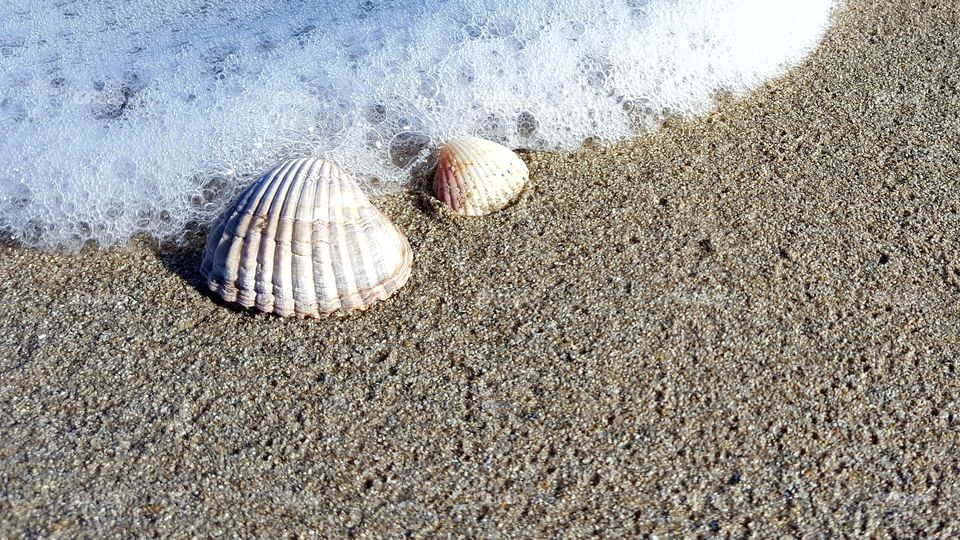 shells on sand
