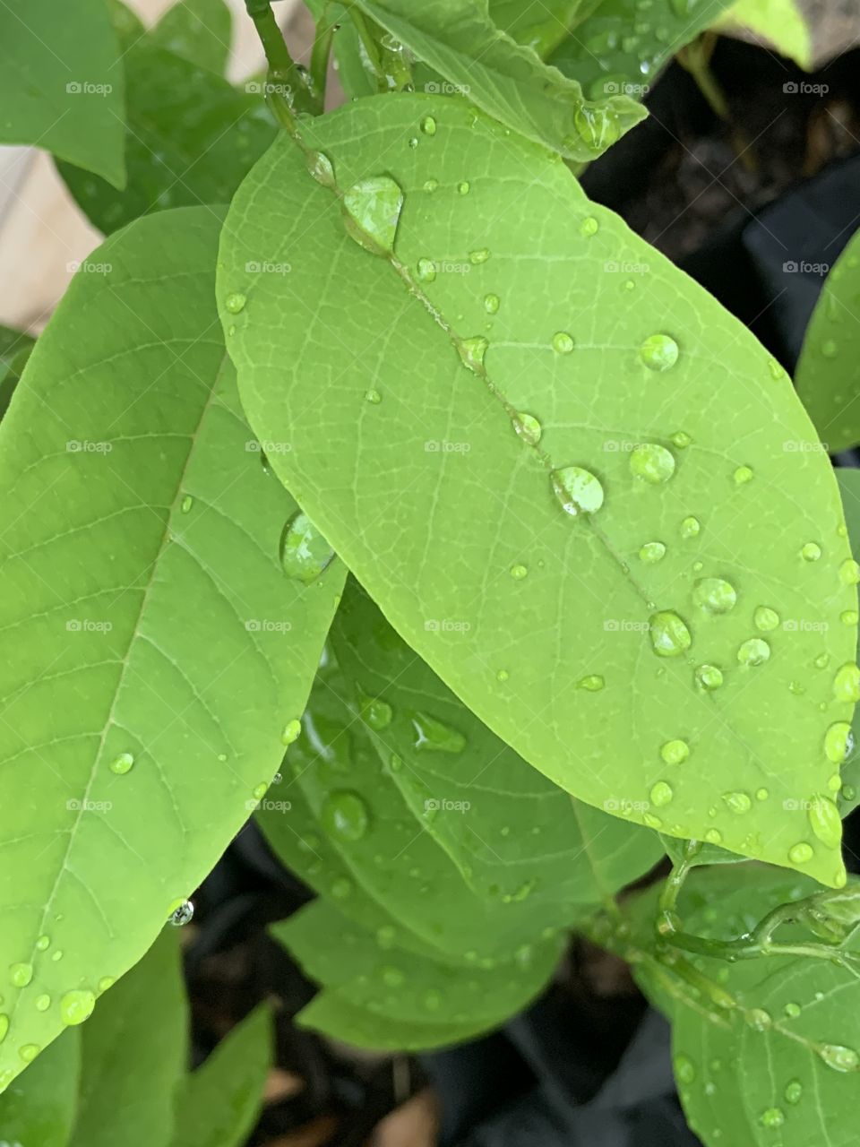 The signs of the Raining season, Countryside