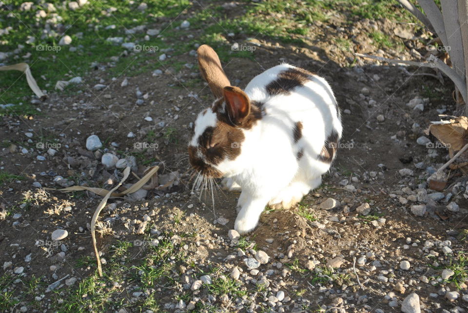 A cute bunny in a park in Las Vegas