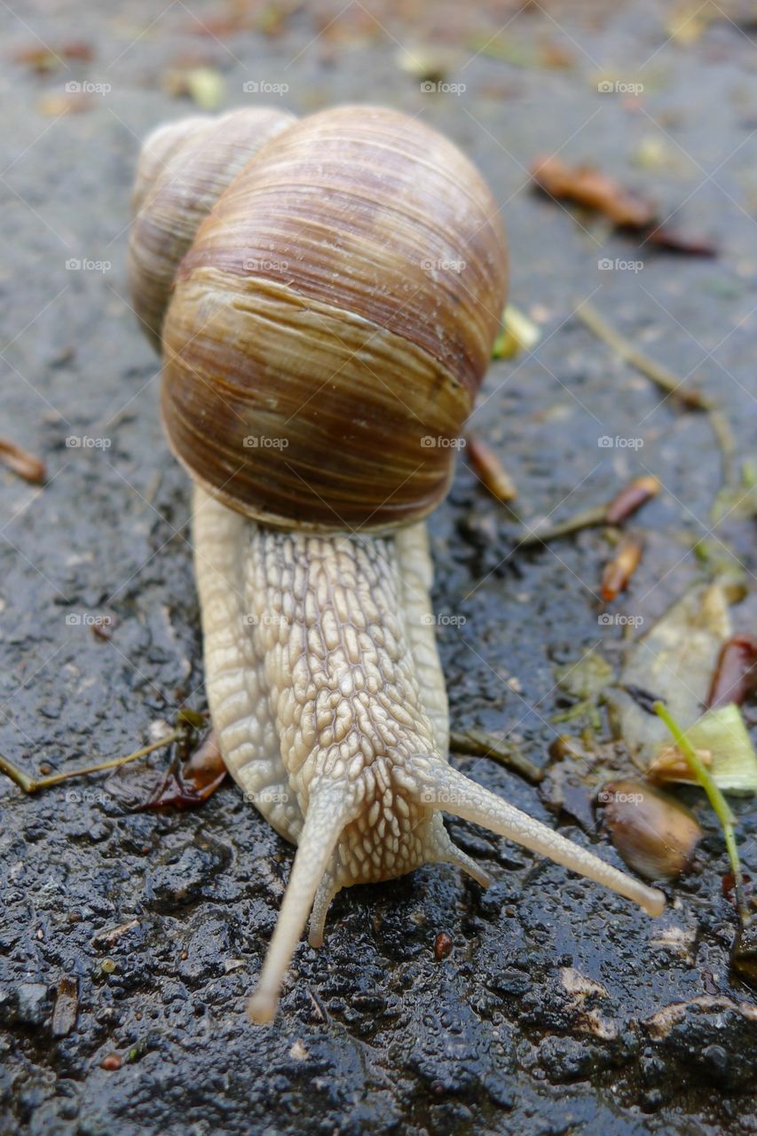 Snail after rain