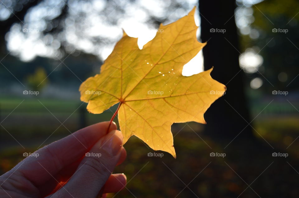 yellow autumn