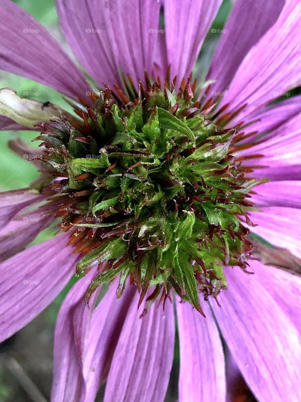 Not an example of vivipary, as one might think. The green is not caused by seeds on the flower head starting to grow. It is caused by the Coneflower Rosette Eriophyid Mite. Must be destroyed 