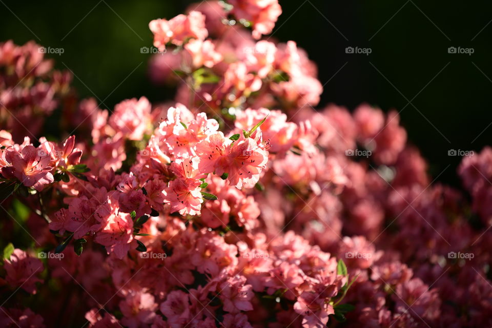 pink flowers on a sunny day