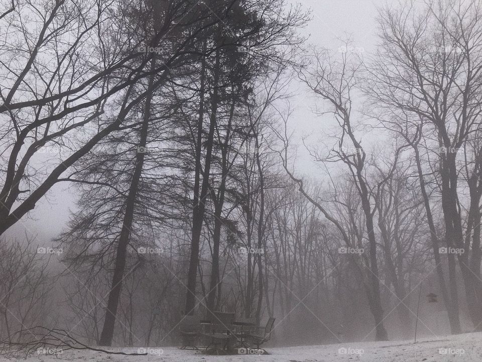 winter in the woods