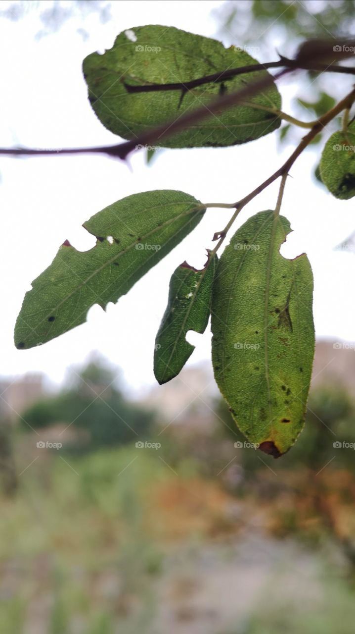 tree leaves
