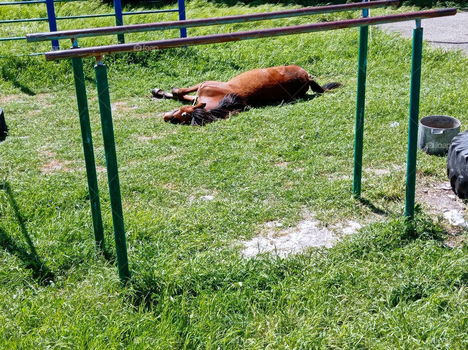 The horse is basking in the sun.