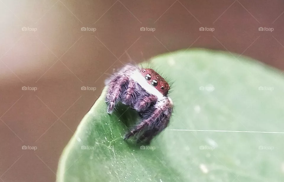 spidy