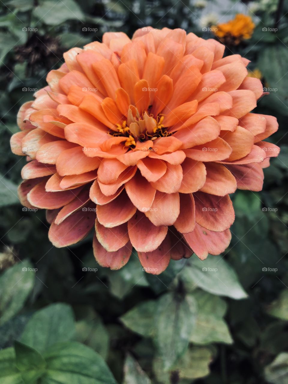 Fall Blooms