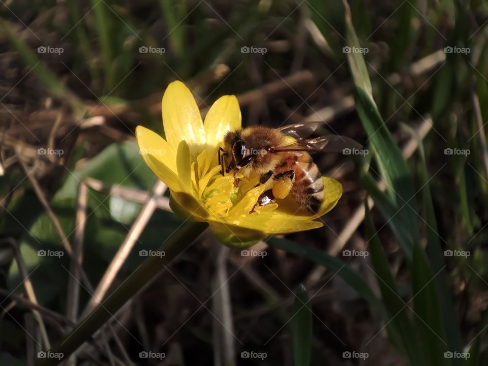 Macro photo of a bee sitting on a flower growing in the garden