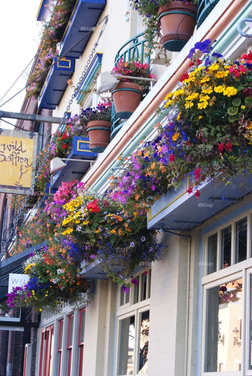 Potted flowers on house