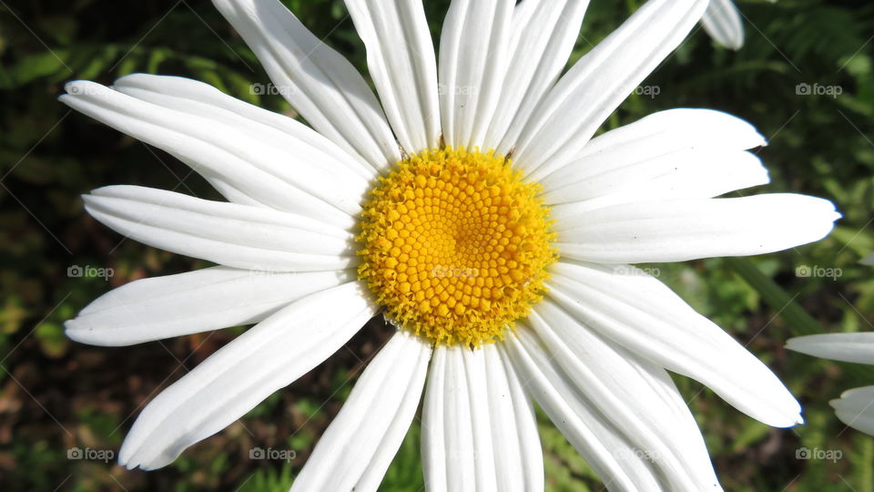 White flower