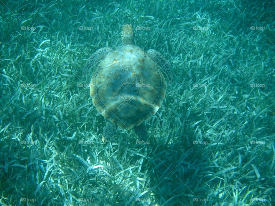 Sea Turtles