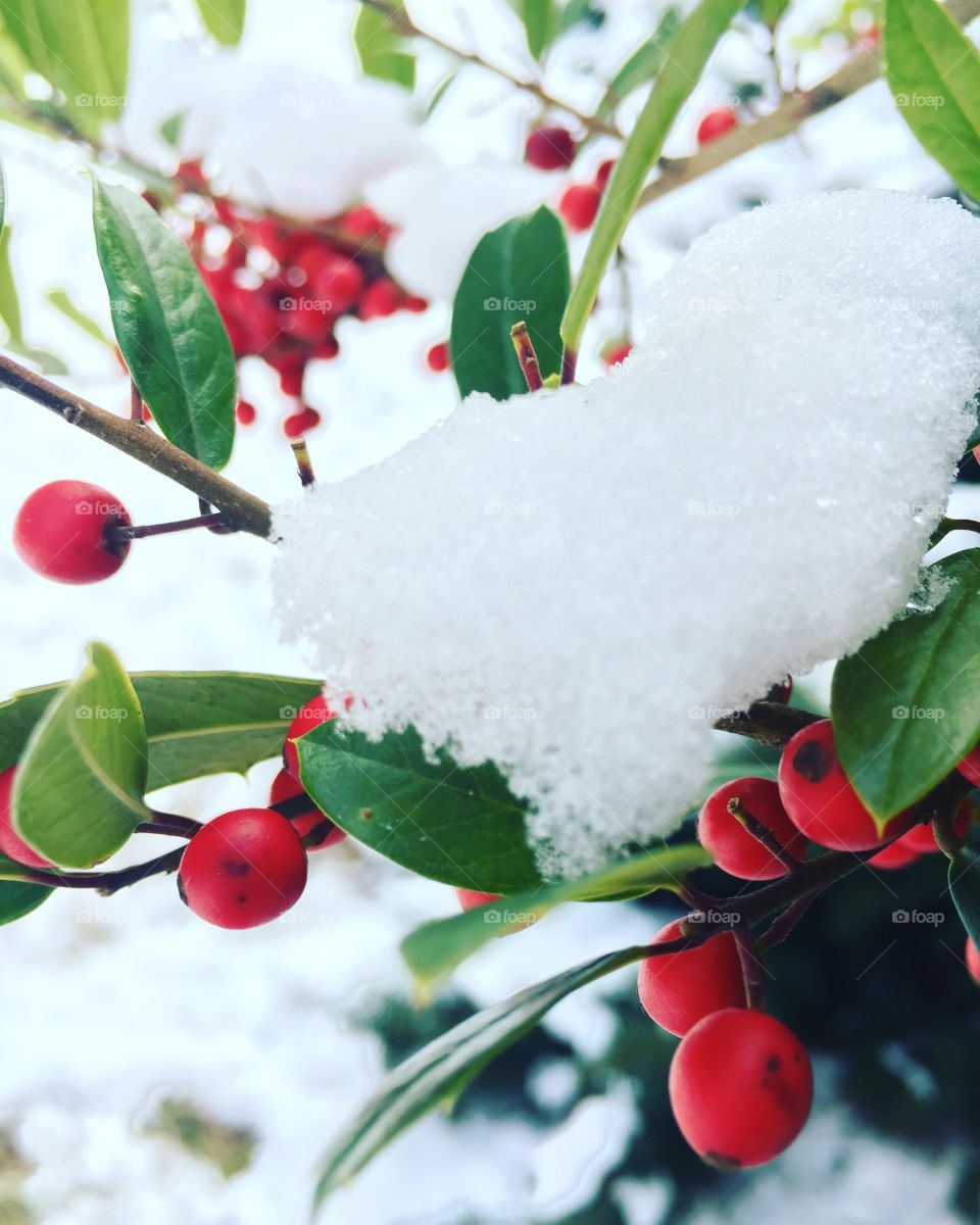 Close-up of reed berry fruit in snowy weather
