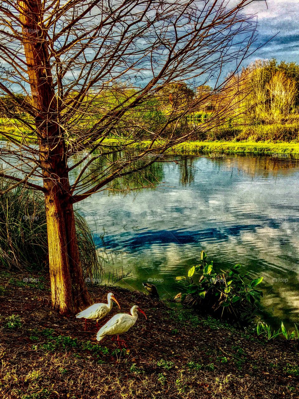 Lake with egrets on the shore. 