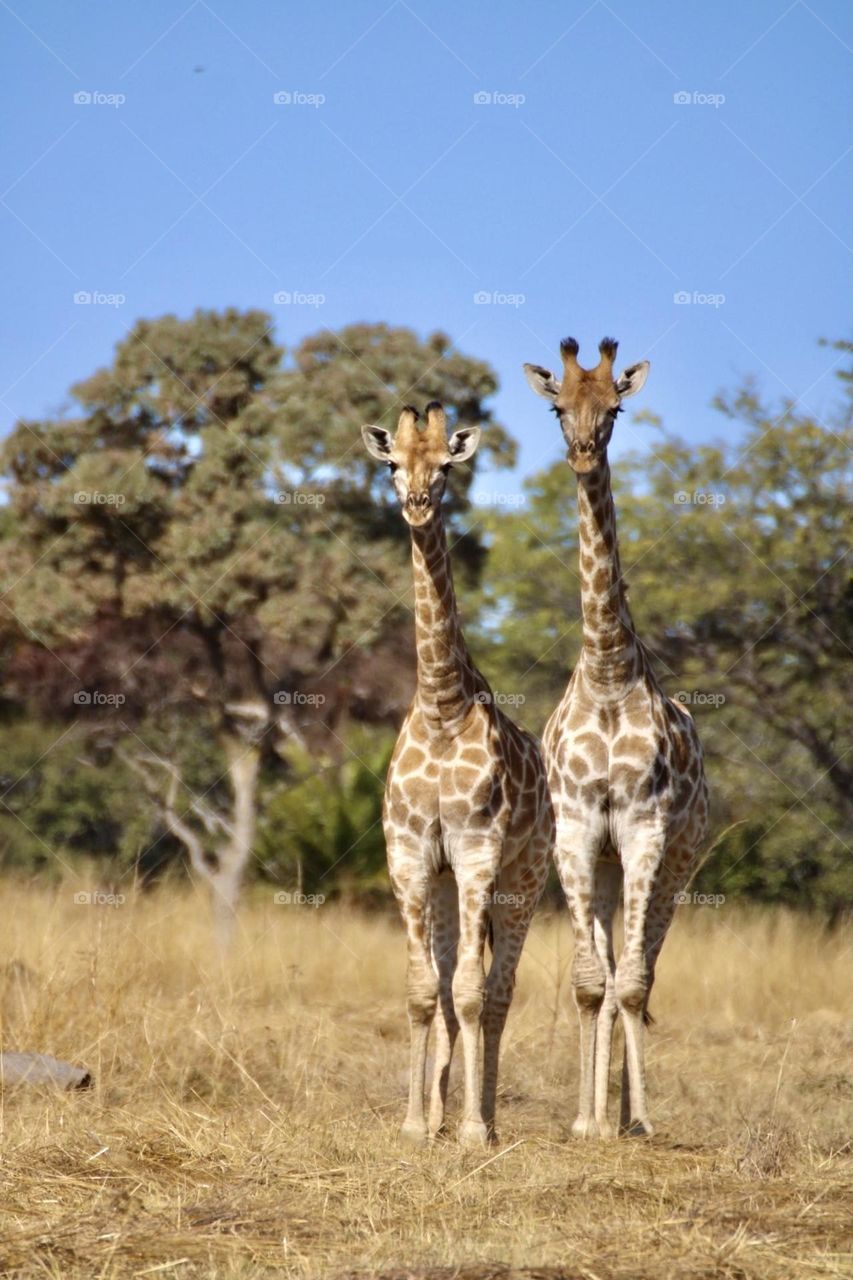 Two giraffes at Mukuvisi Woodlands 