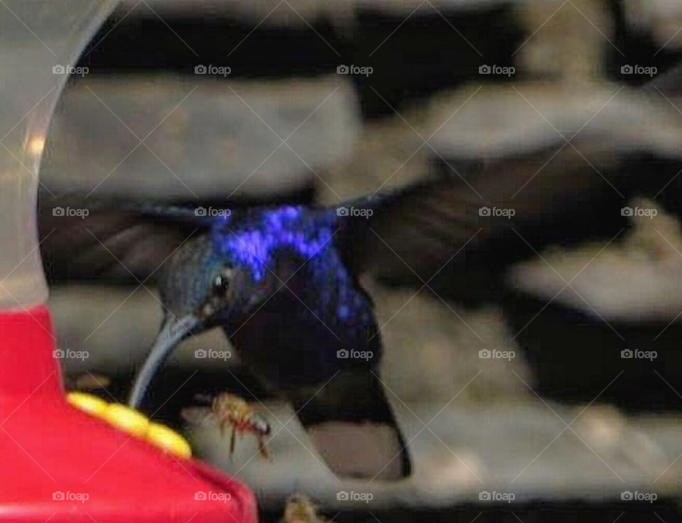 Humming bird at feeder