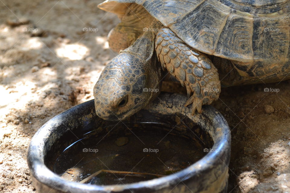 turtle drinking