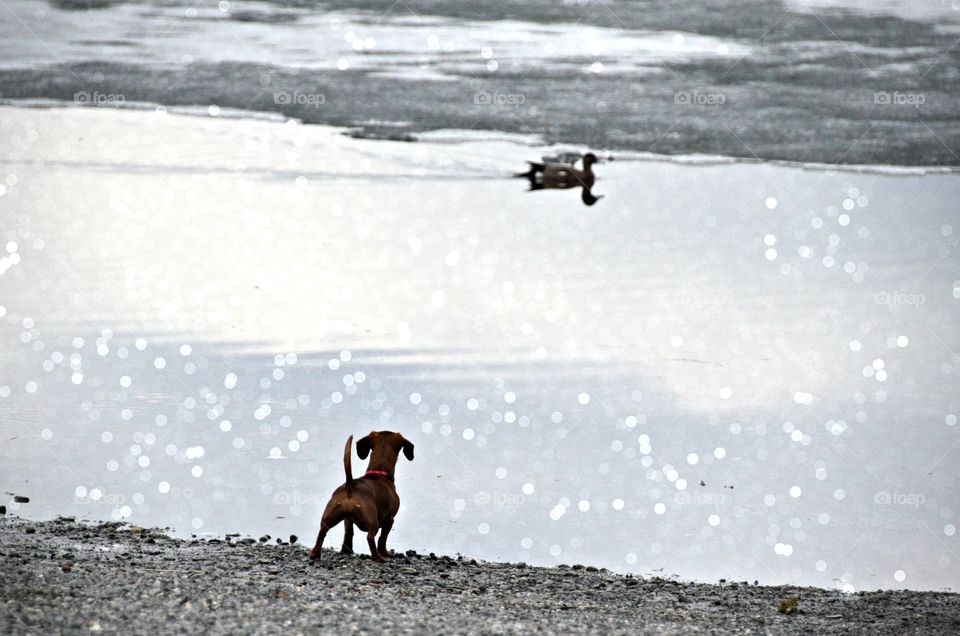 Chasing ducks . Dachshund playing with ducks at a pond 