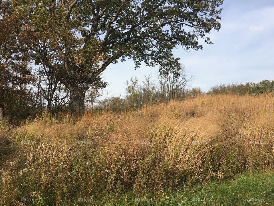 Dry grass at the park 