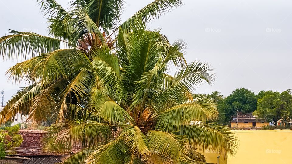coconut trees at cities 