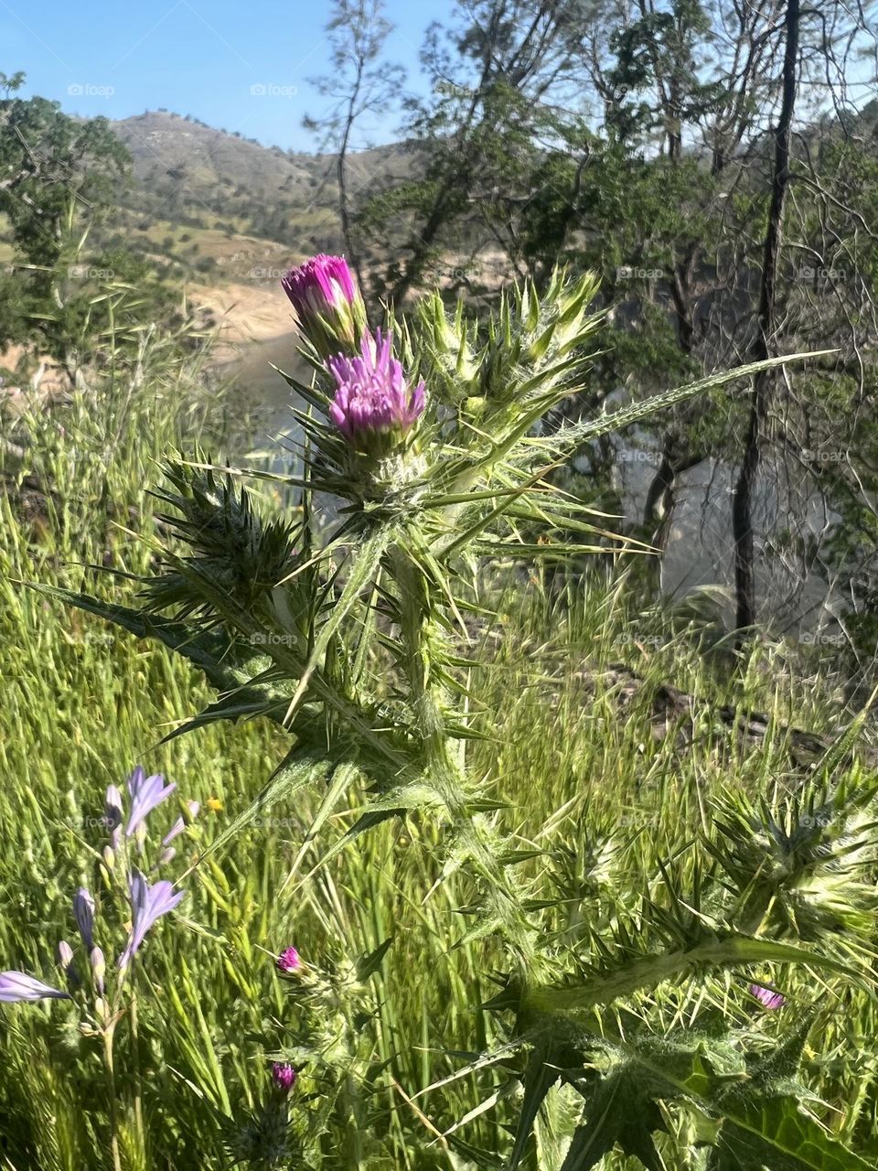 Wild flowers 