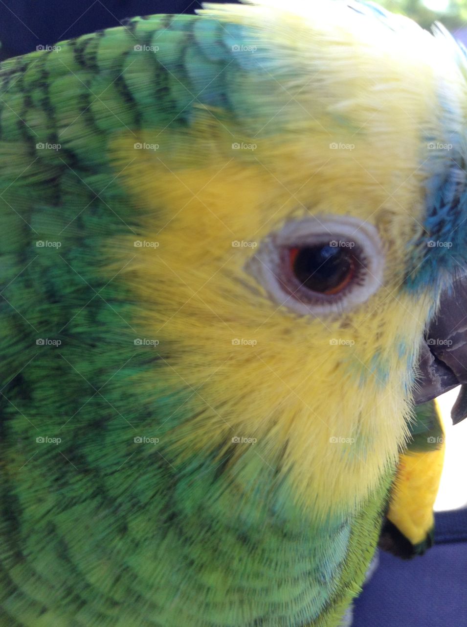 Closeup of the eye of a parrot 