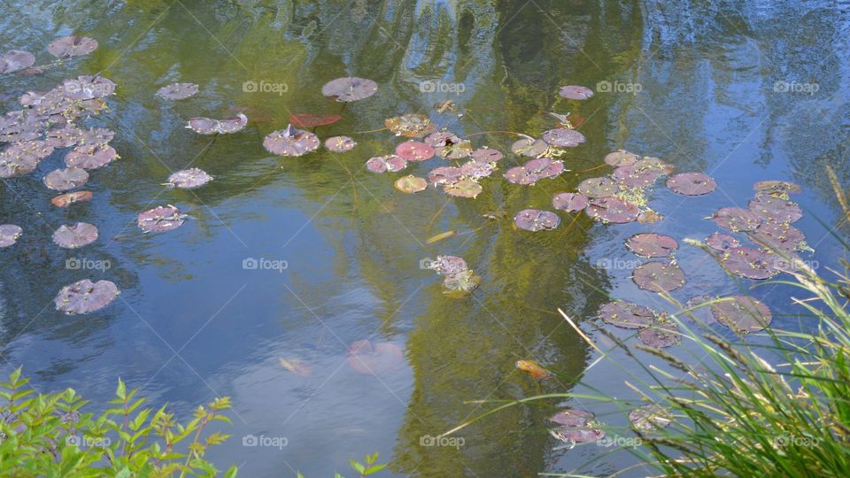 Giverny Reflections