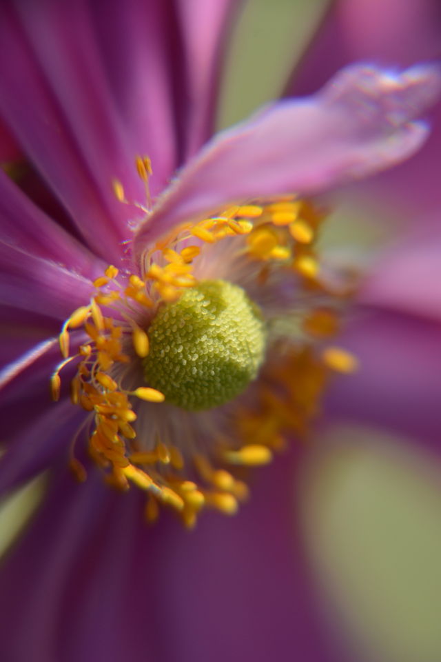 Pink flower