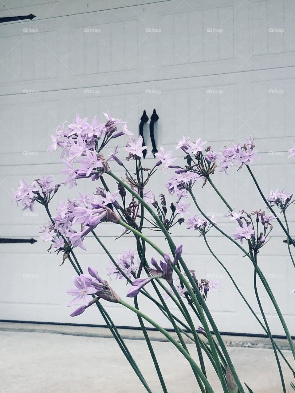 Long-stemmed purple flowers growing in front of the garage door in St Charles Bay