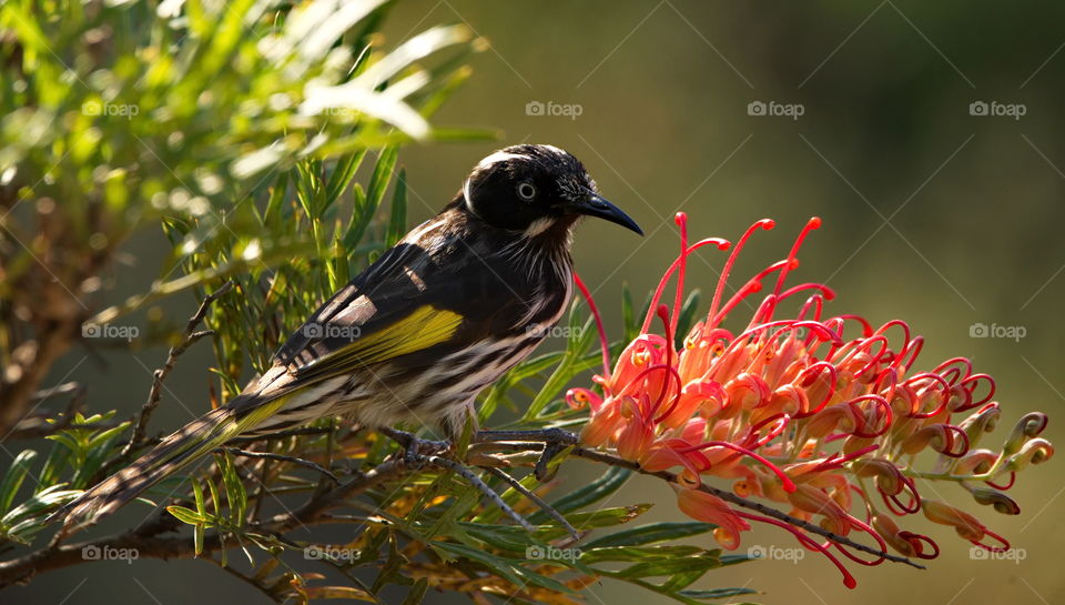 New Holland Honeyeater 