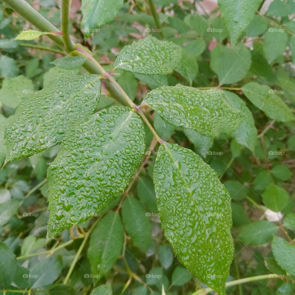 rose 🌹 plant leaves .