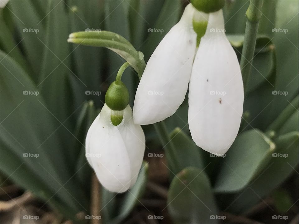 Snowdrops