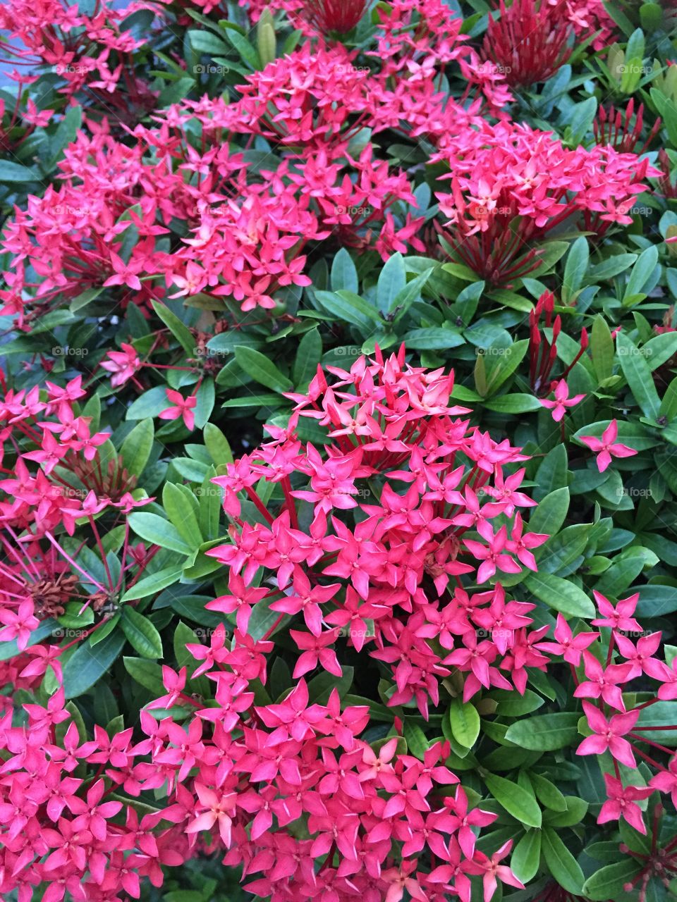 Pink flowers 