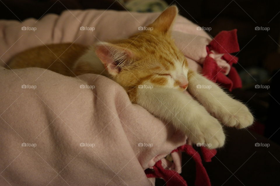Kitten in a deep sleep