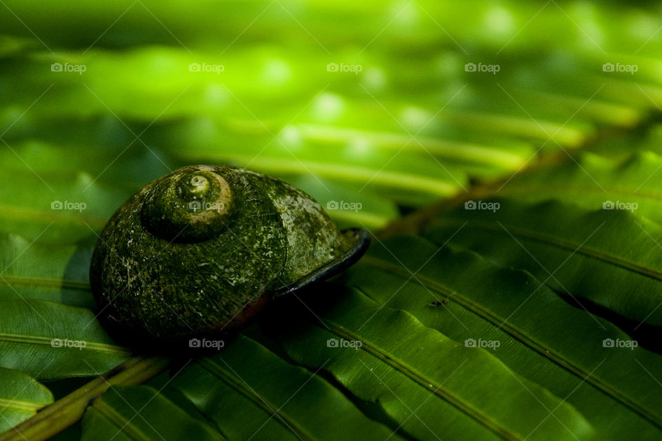 green snail