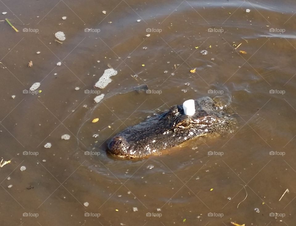 Sparkles in the Swamp